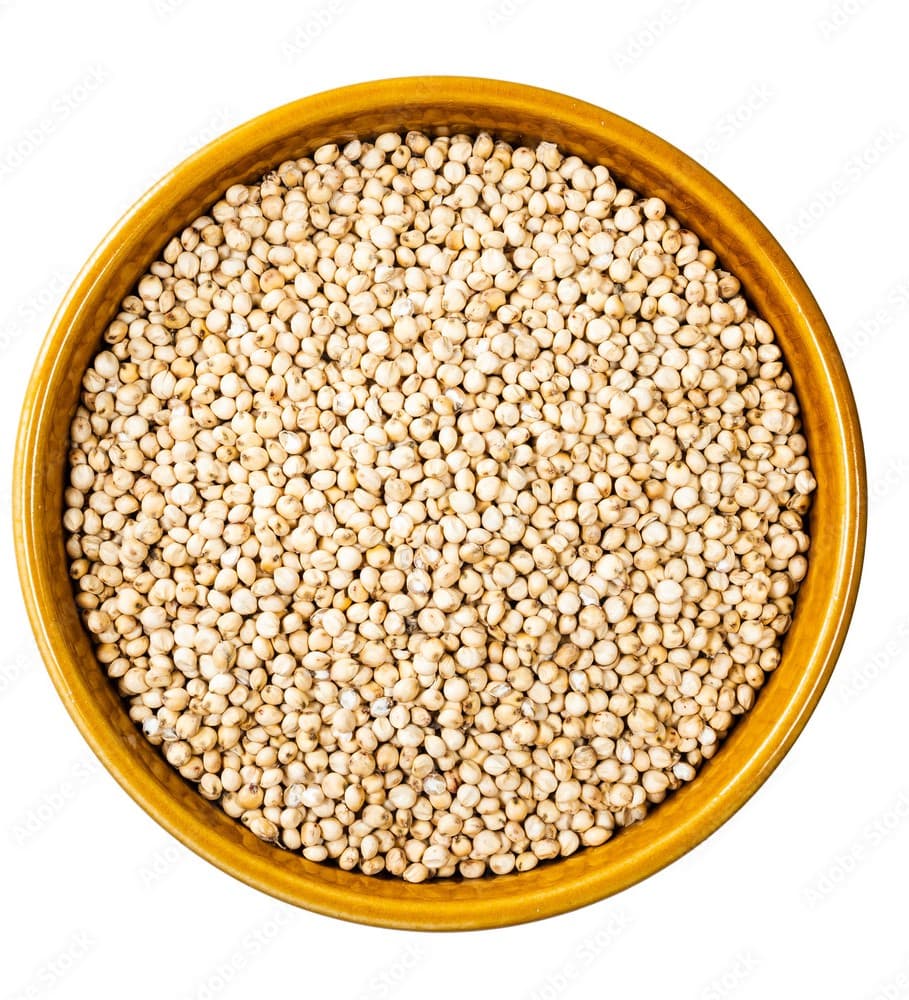 Sorghum